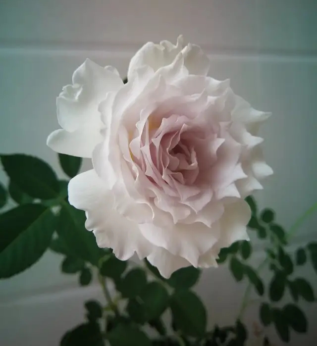 拿铁咖啡月季和流沙月季,拿铁咖啡月季和卡布奇诺月季