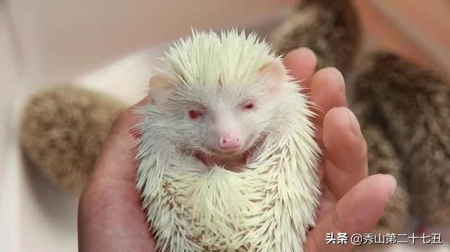 女子抓起小刺猬，直接放嘴里，以为要吃了它，结果却不太一样