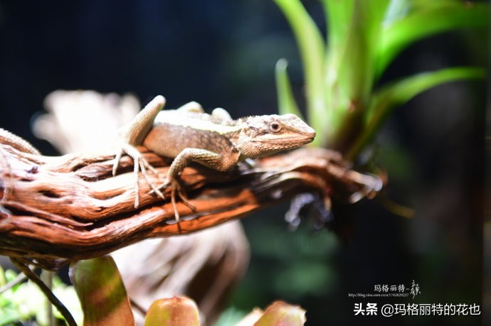雨林缸可以养的蜥蜴,鱼缸改造封闭式雨林缸养蜥蜴