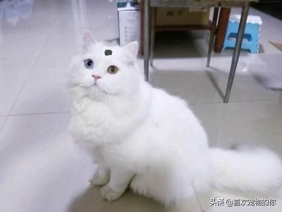 古代中华田园猫12个品种图,中华田园猫最有代表性的猫