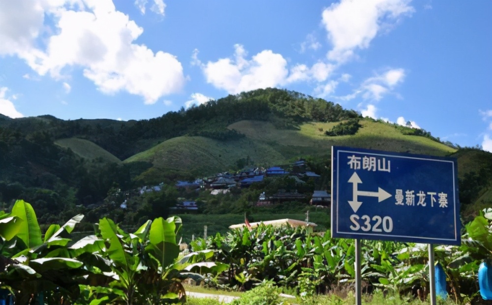 千年古树云南普洱茶,千年古树茶布朗山