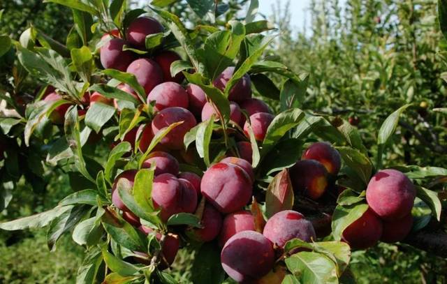 甜一点的水果有哪些,怎么做到甜而不腻的水果