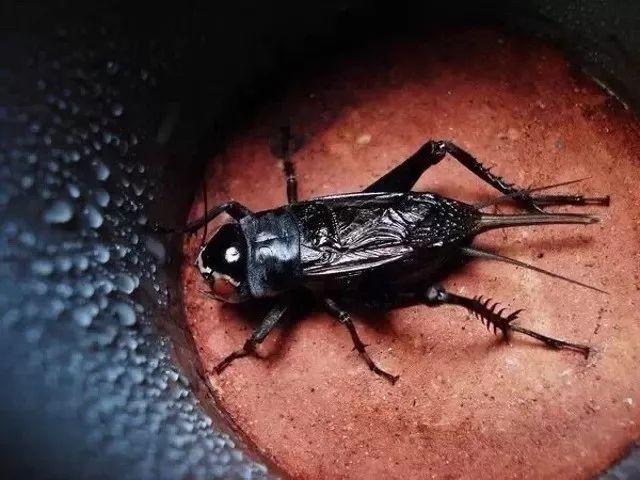 百艺杂谈，教你鸣虫界的八句“黑话”