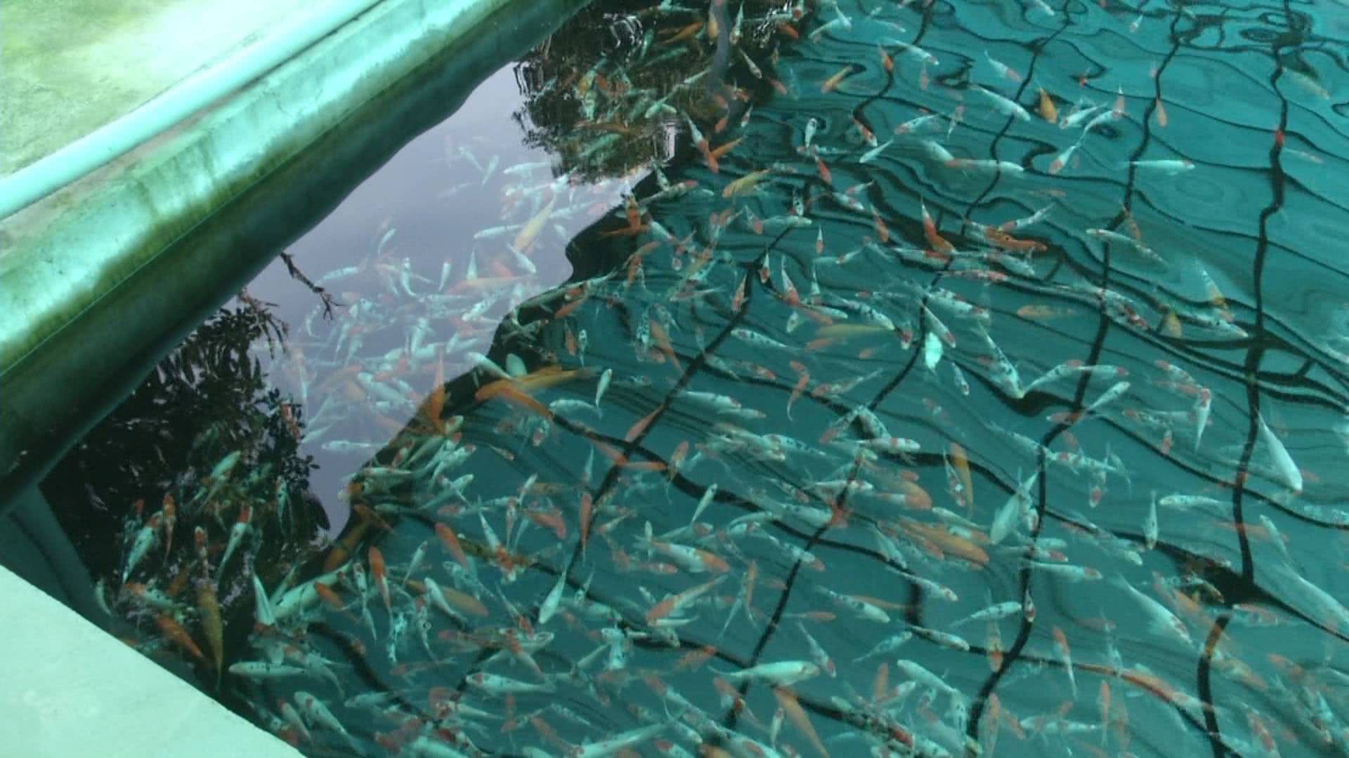 一条小鱼大概能卖多少钱,一条小鱼大约多少钱