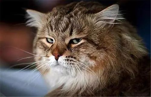 猫咪掉毛严重毛发粗糙怎么办,猫咪背毛粗糙