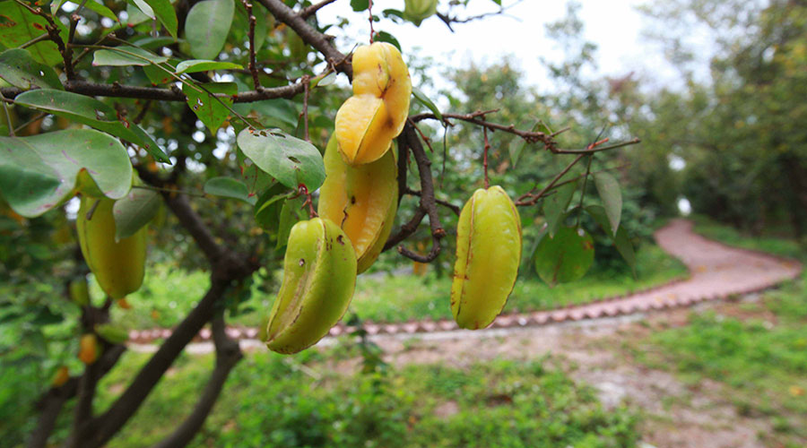 广州摘荔枝玩水,广州摘水果泡温泉