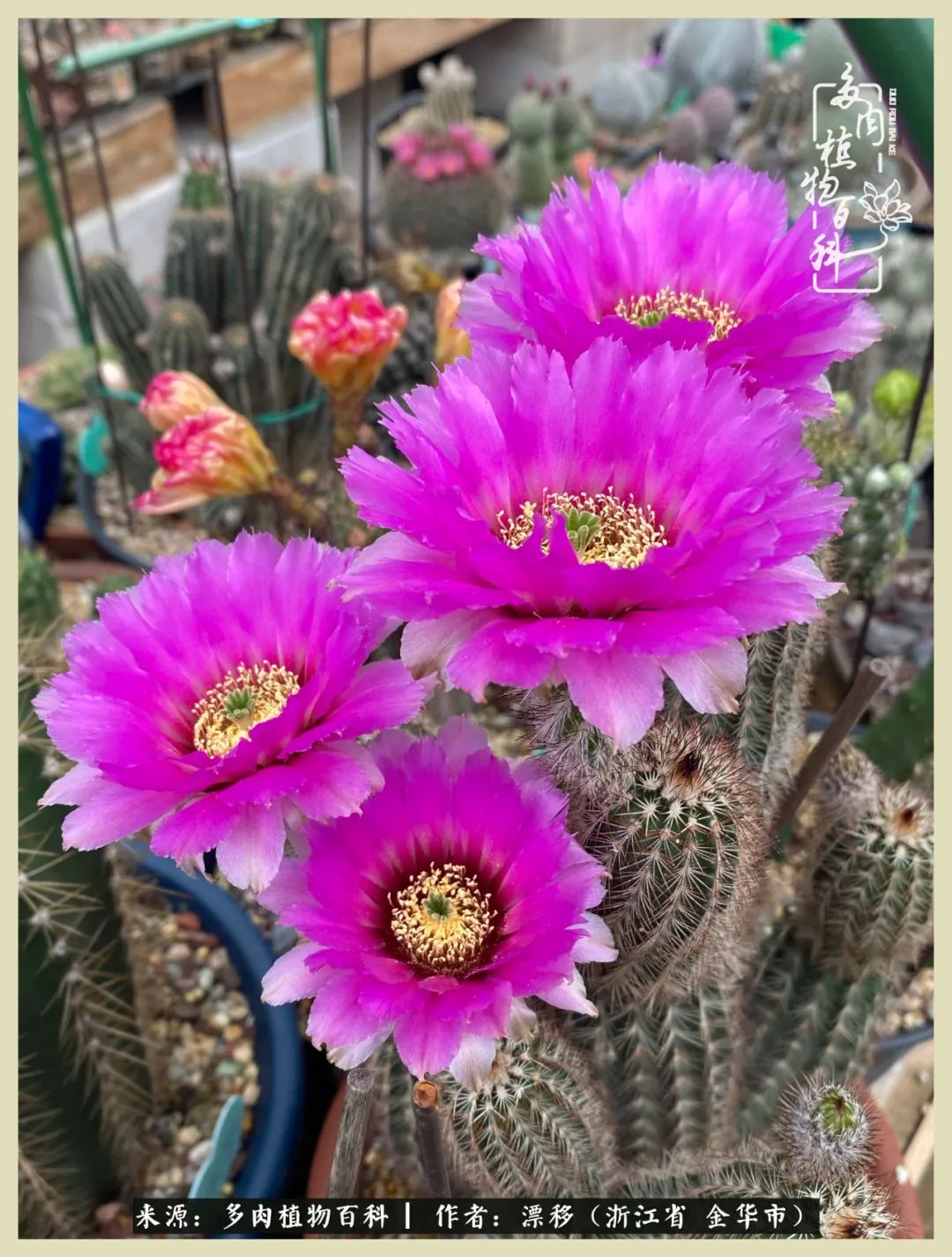 仙人球开花并散发着香味,仙人球花盛开吐露芬芳