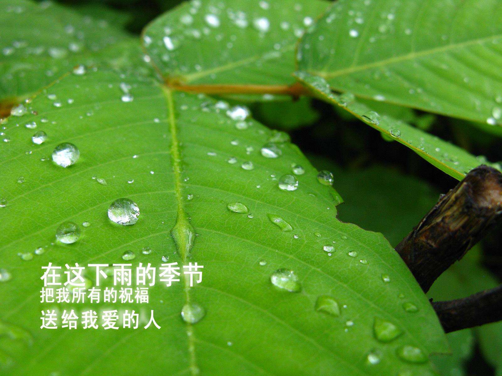 下雨为什么会有味道，雨后清新的味道到底是什么呢？考生了解下吧