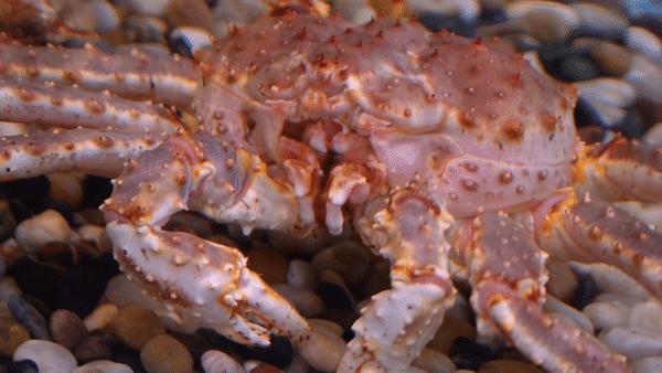 驶入厚街的「海鲜巨舰」,秋日鲜味来袭