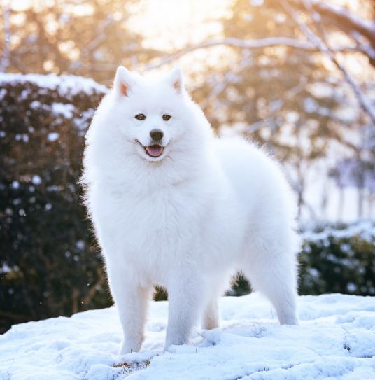 萨摩耶吃什么促进消化,萨摩耶吃什么可以长毛快