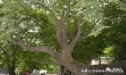 青檀绿檀紫檀红檀黑檀,紫檀白檀黑檀绿檀到底是什么木头