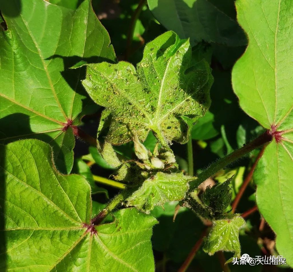 农作物病虫害情报第十期,2022年病虫情报第四期