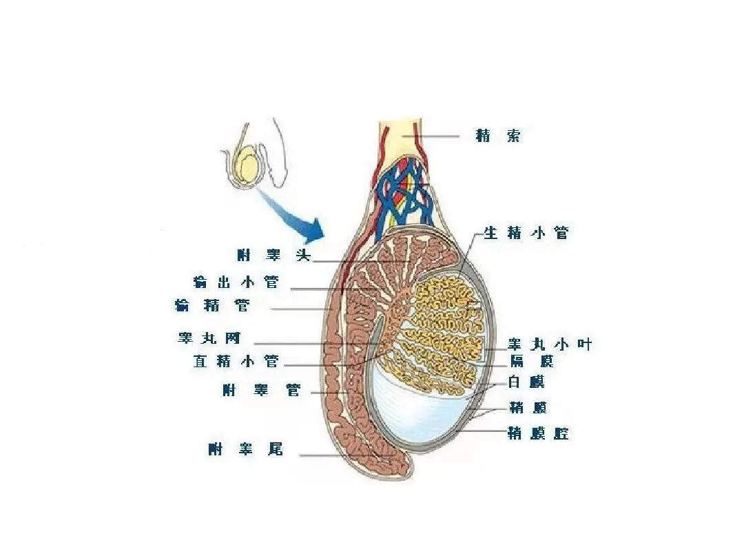 男性朋友知道这些，可以预防不育症发生！