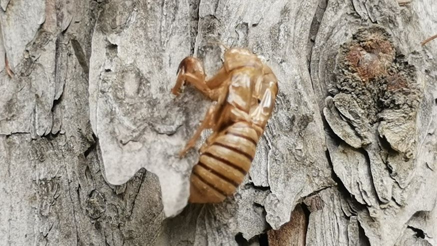 金蝉脱壳记原文,金蝉脱壳记