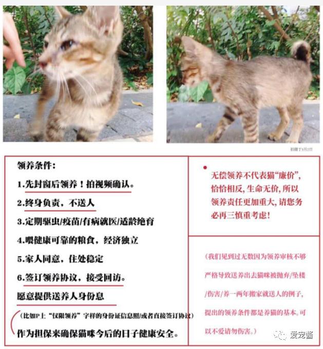 如何领取一只猫咪,如何获得一只猫咪