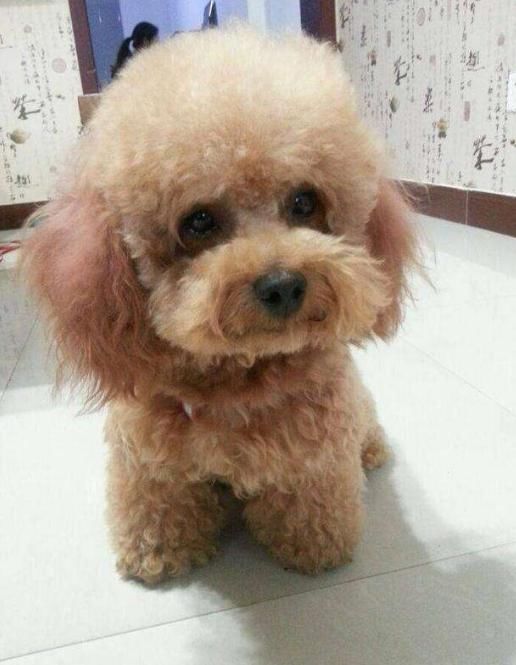 泰迪犬毛褪色怎么办,泰迪犬褪色怎么办