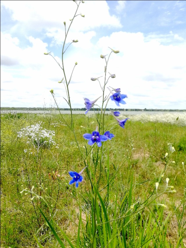 内蒙古通辽市扎鲁特旗大草原,通辽市阿古拉湿地公园