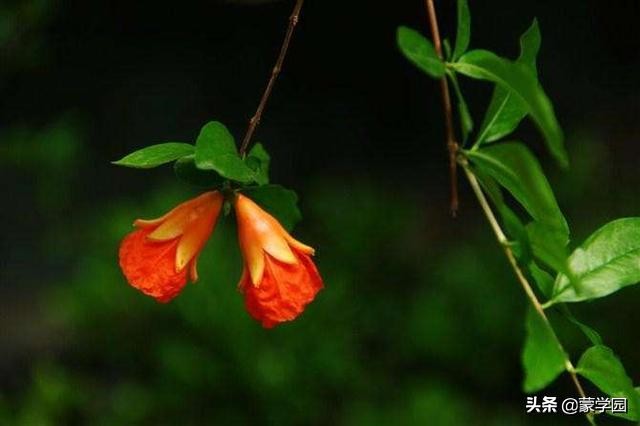 120句诗词话五月繁花似锦生机盎然,五月繁花似锦绿树成荫生机盎然