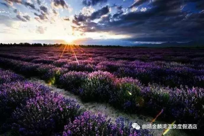 曲靖金麟湾温泉度假酒店别墅,曲靖金麟湾温泉酒店电话