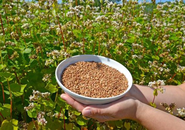 荞麦的栽培种植技术有哪些,种荞麦最高产量一亩能产多少公斤