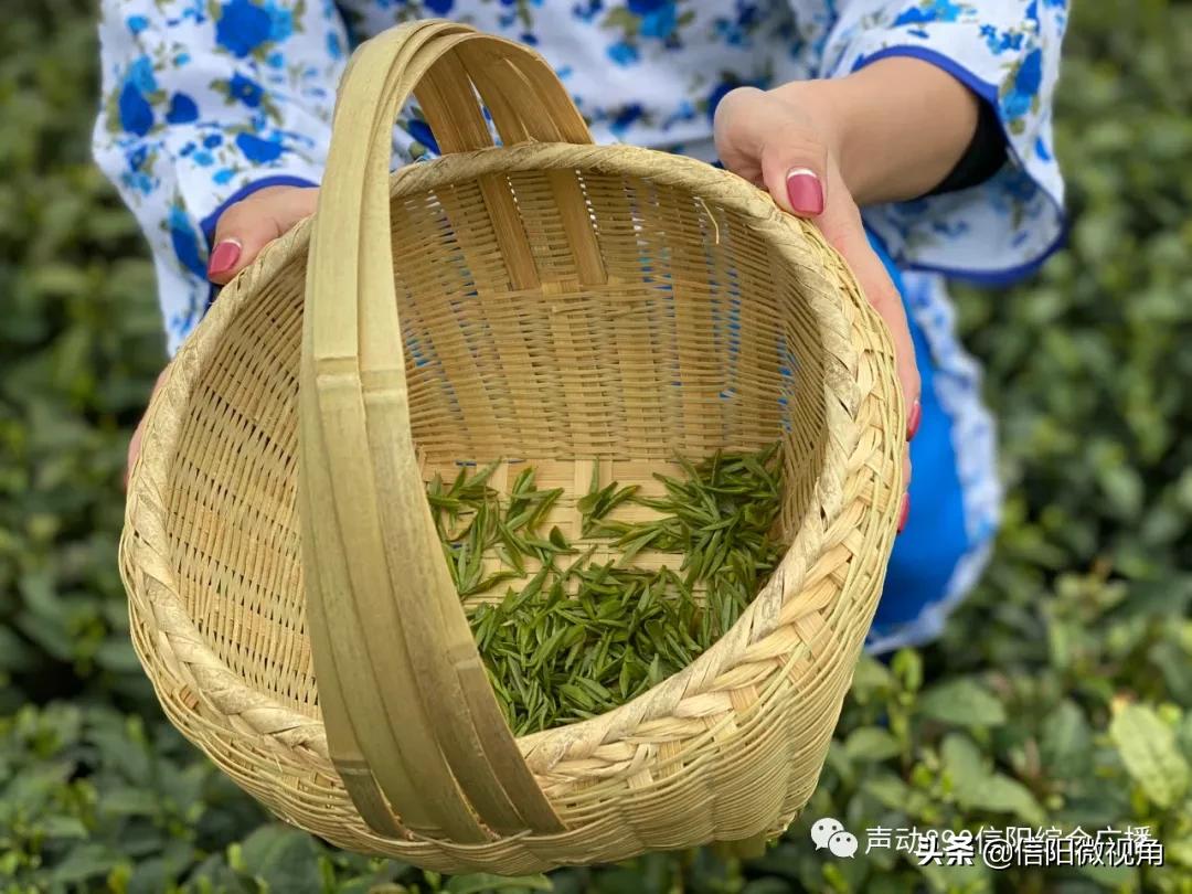 2024信阳茶叶开采节,2024年信阳毛尖开采仪式