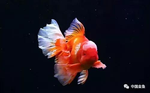 百褶泰狮金鱼尾鳍养多久才会出褶,泰狮金鱼可以和日寿金鱼养一起吗