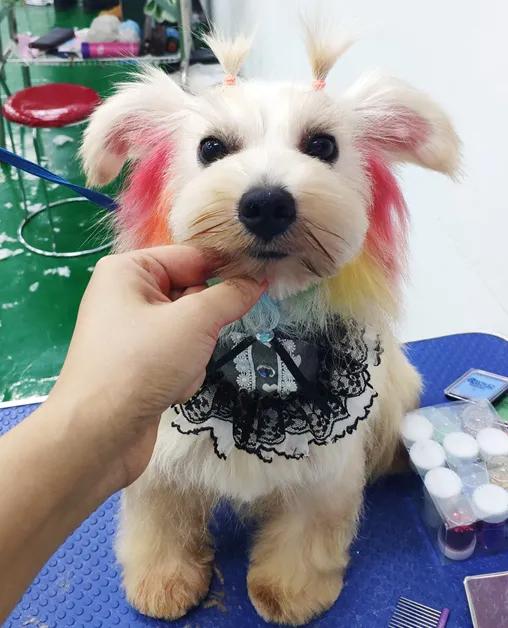 带你了解宠物医院,宠物医疗行业发展前景