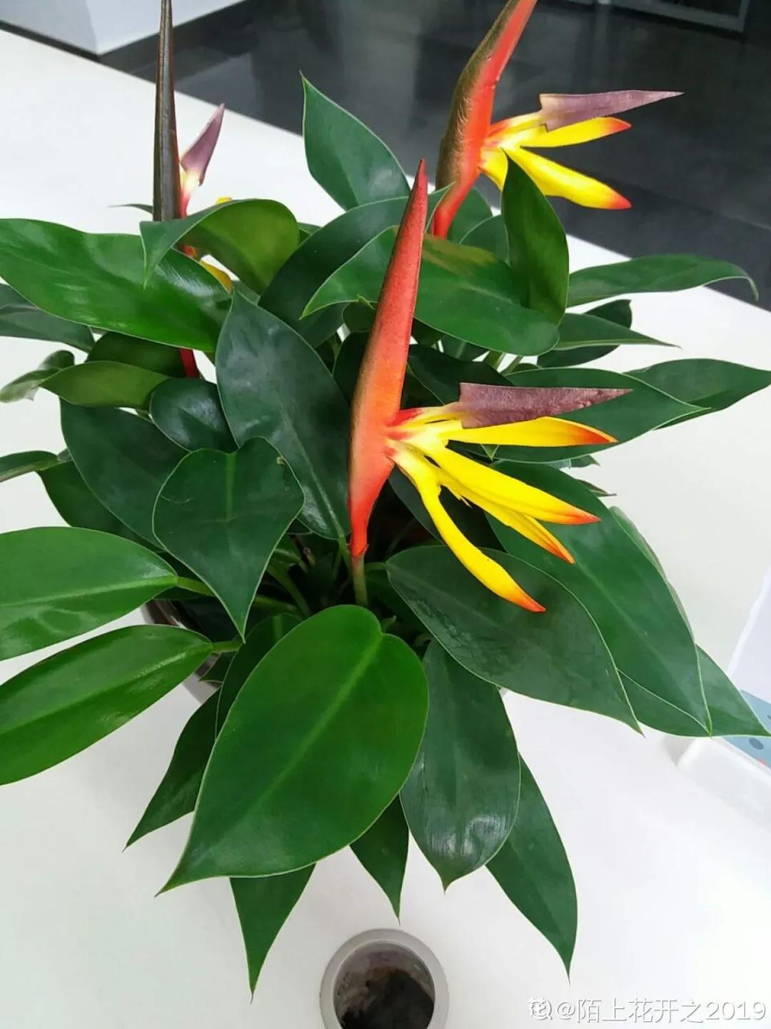 教你如何避开假货买到真品,一张图告诉你怎样分辨假货