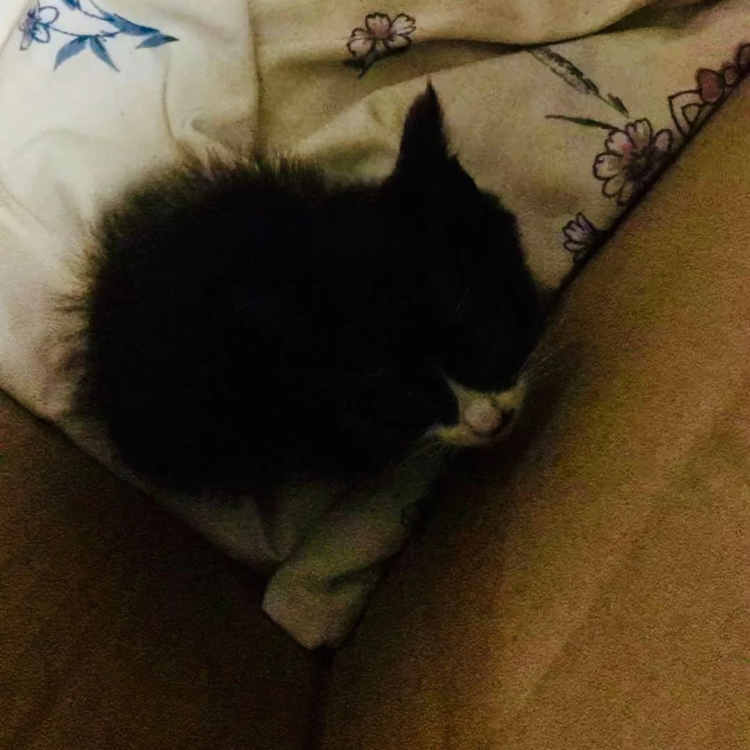 毛孩子散步回家,毛孩子去新家从此不再流浪