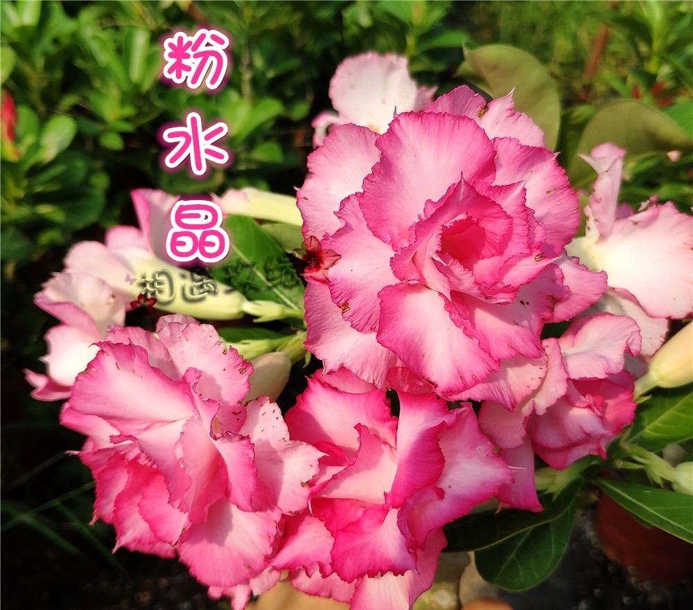 84个沙漠玫瑰品种，收起来慢慢看，待到来年春天选几种喜欢的养