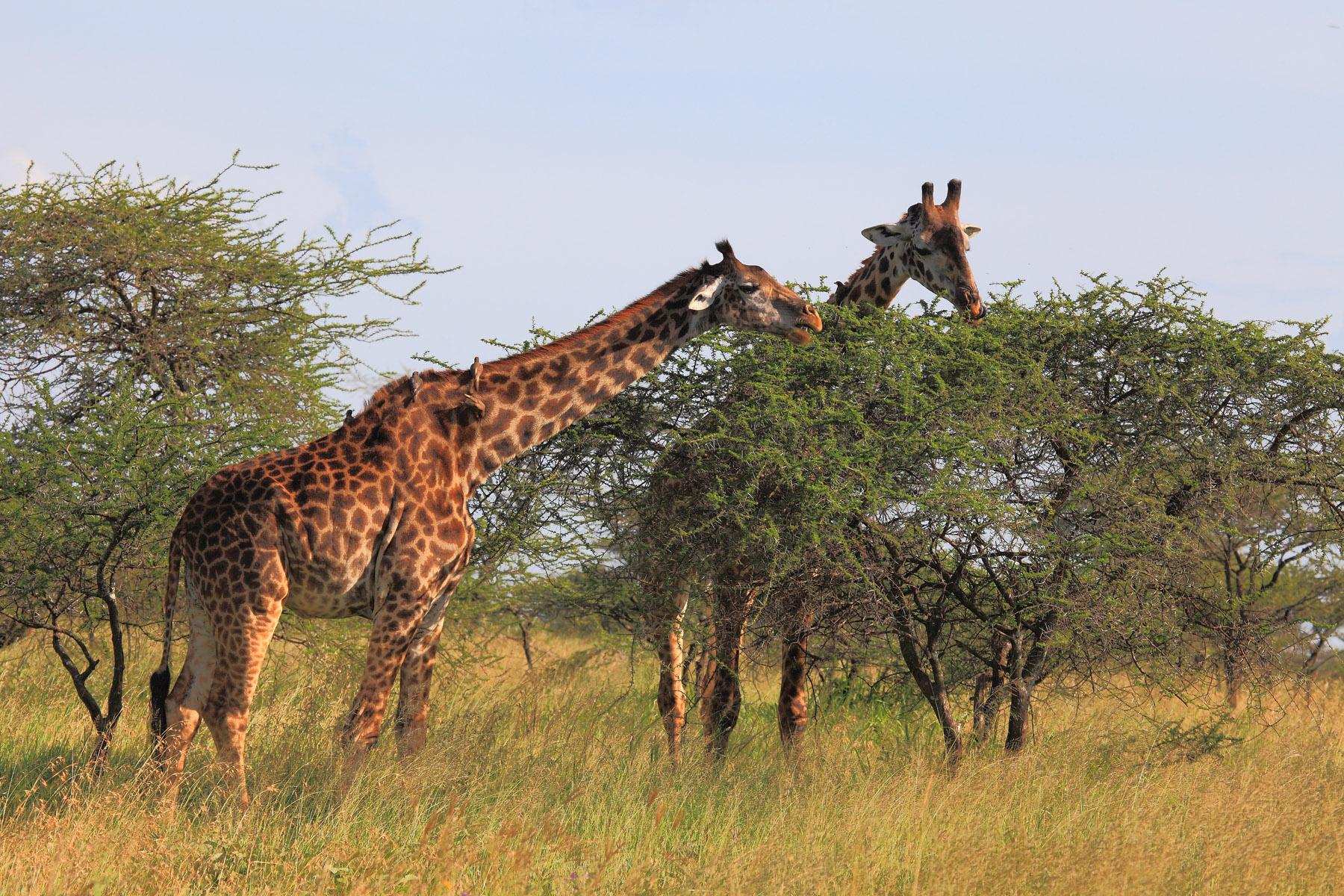 长颈鹿繁衍过程多久,长颈鹿是怎样产子的