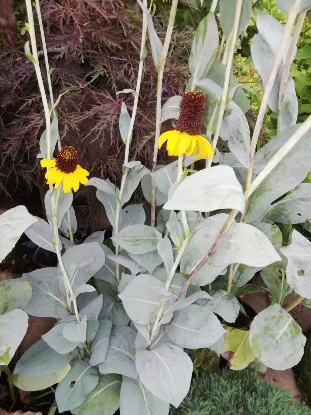 黑色的高帽——大头金光菊