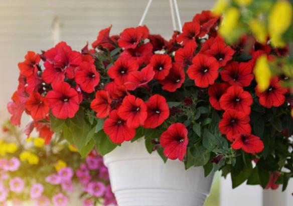 扦插矮牵牛怎么让它爆盆,矮牵牛秋天扦插苗来年还会开花吗