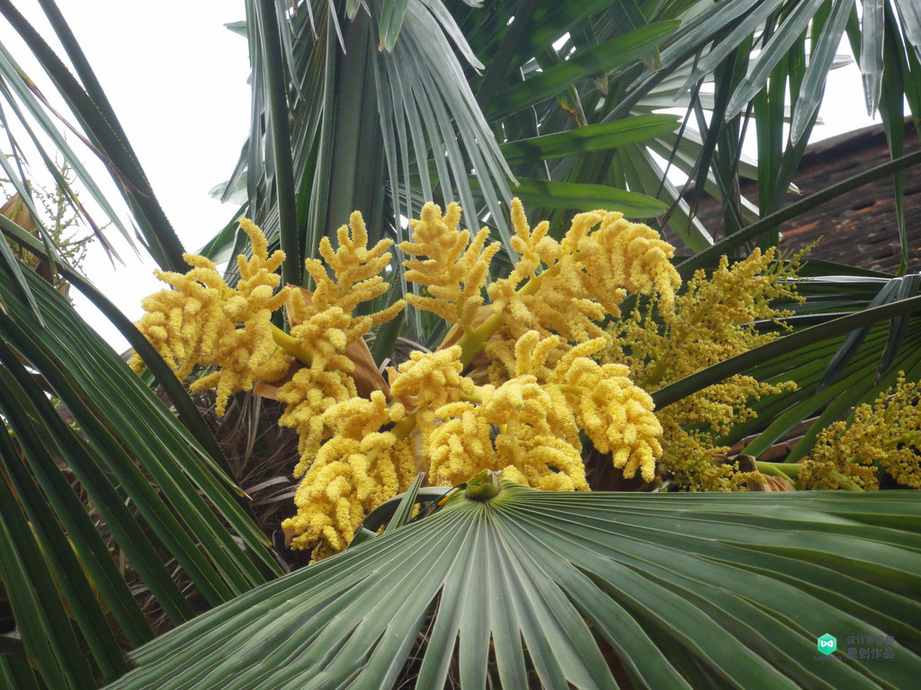 院子适合种的花和设计,庭院设计植物大全