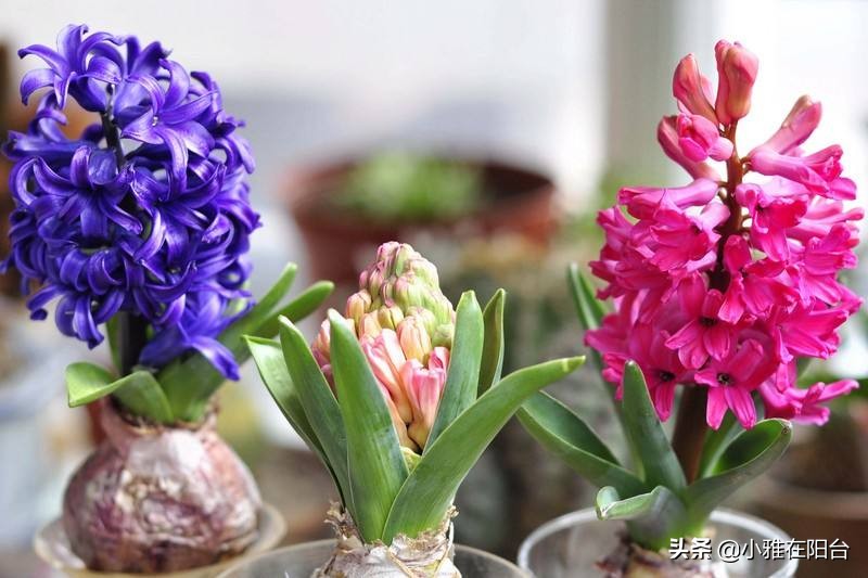 寒冬腊月养这“四种花”，越冷越开花，春节开的最美，花香满屋！