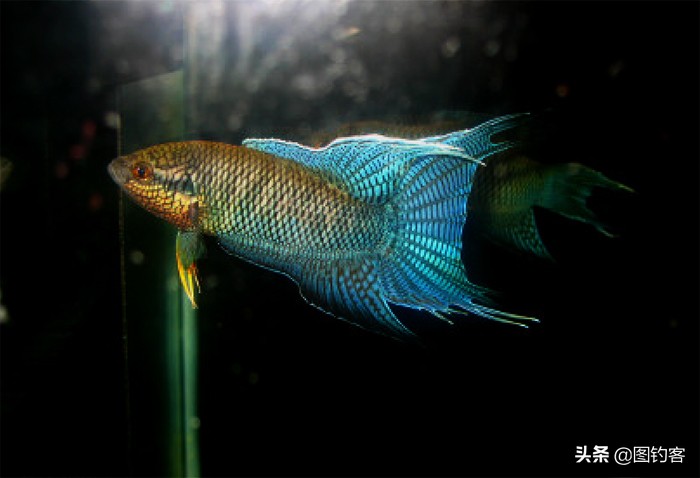 “一生都在打架中度过”：中国斗鱼，是观赏鱼中的“平头哥”