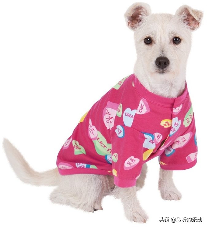 十大可爱的宠物狗,最潮的狗狗穿衣搭配