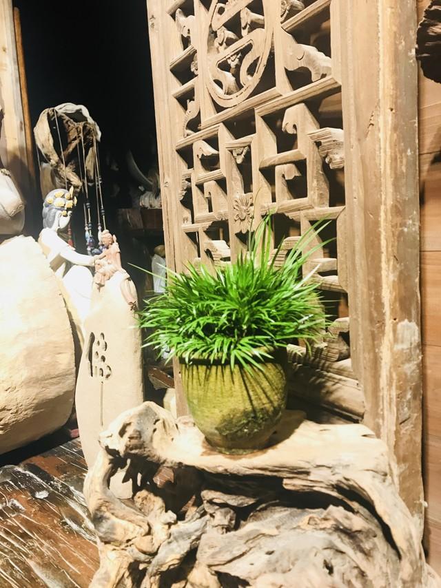 禅意浓浓的菖蒲盆景,最有禅意小绿植是菖蒲