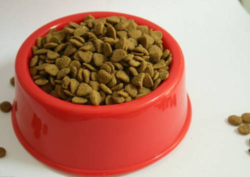 小狗狗补钙吃什么比较好,养宠经验分享小狗吃什么补钙