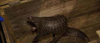 吃野生穿山甲的后果,吃了穿山甲会有什么法律后果