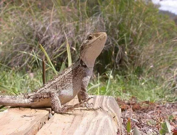跟它们相比,人类的“*生活性**”无聊至极