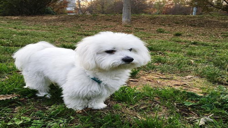 领养狗狗可以挑选品种和年龄么,领养狗狗要领养什么样子的好