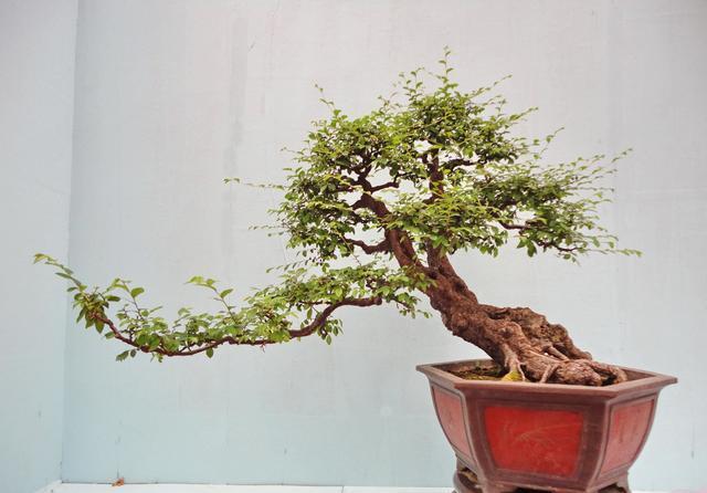 盆景造型中最难得的几种枝,盆景五大流派常见的几大盆景介绍