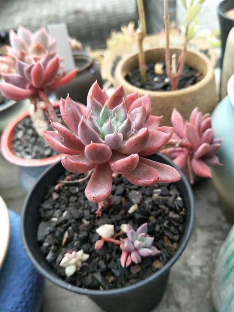 多肉灰蒙蒙的怎么变好看,多肉去灰