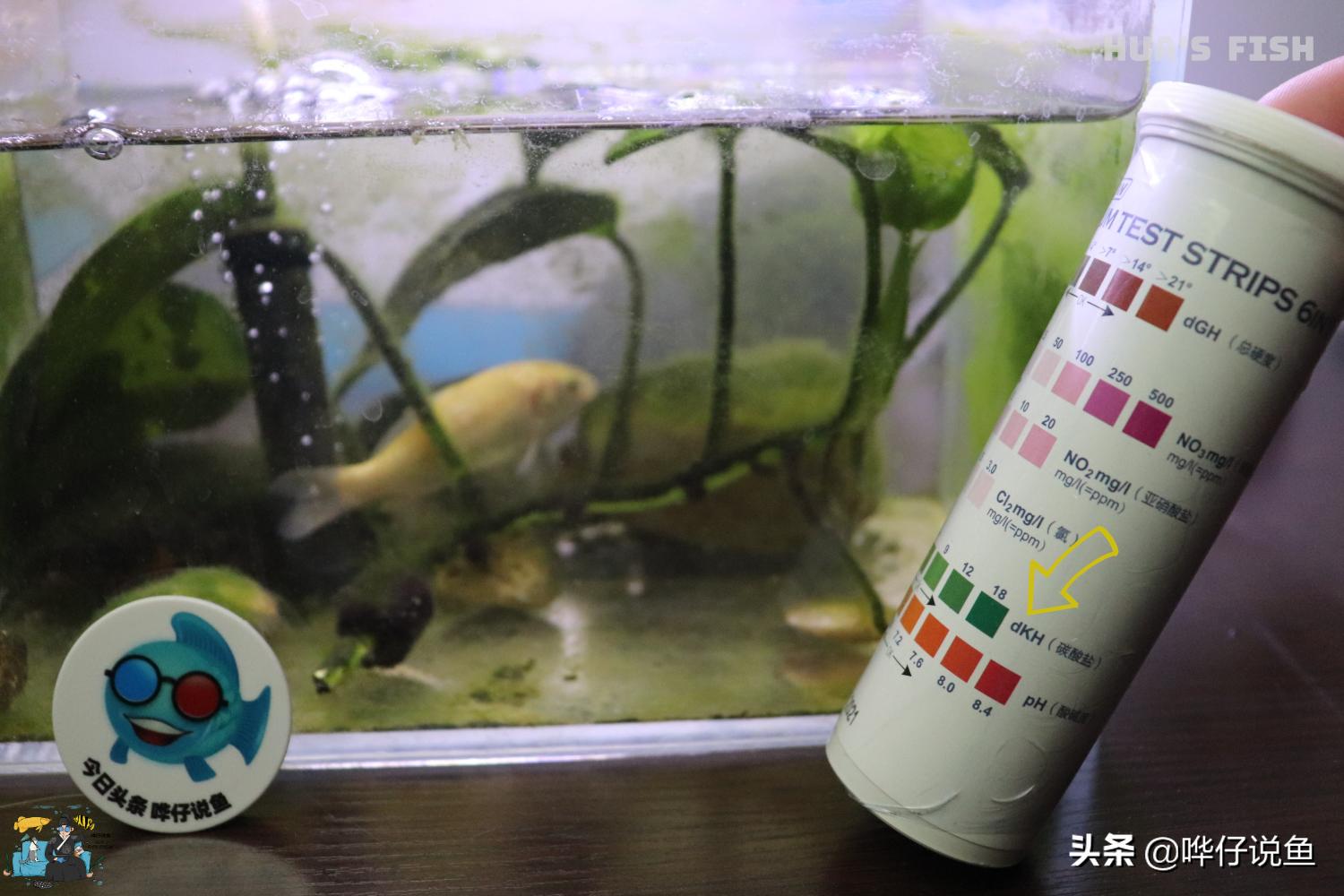 鱼缸换水需要换什么水,鱼缸换水要全部水换吗