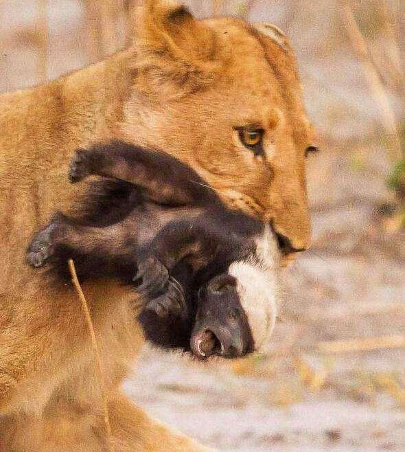 霸气的平头哥拿眼镜蛇当辣条吃,平头哥真的什么毒蛇都不怕吗
