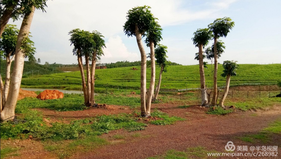 文蕴秀岭,馨怡乐园|廉江文秀岭农牧场散记