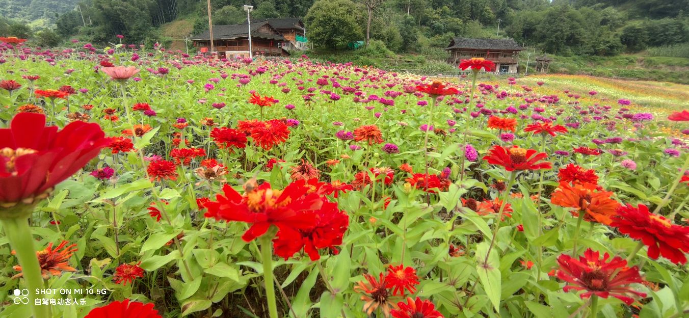 贵州麻江百日菊花海盛开,三都产蛋岩景区