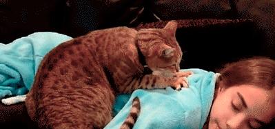 我们一起“拼猫”好不好?乖巧的时候归我,撒泼的时候归你