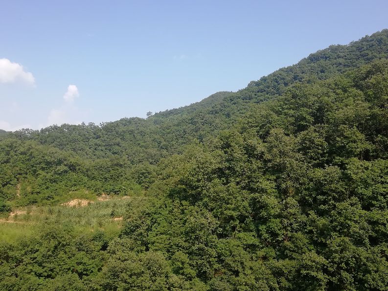 洛阳栾川竹海野生动物园值得去吗,洛阳栾川竹海野生动物园都有什么